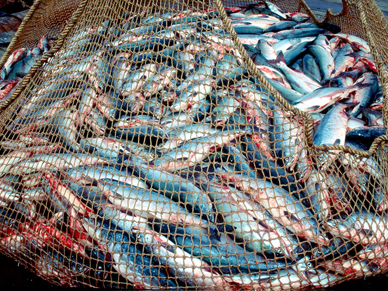 С 1 января 2020 года вступают в силу правила учета рыболовных сетей и их обязательной поштучной маркировки