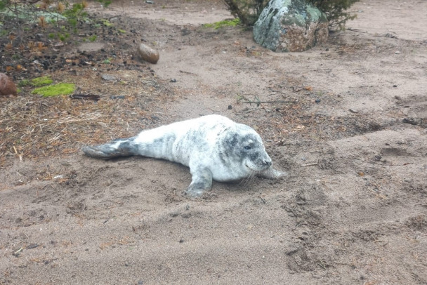 В лесу на территории Копорского сельского поселения обнаружили истощенного и больного тюленёнка