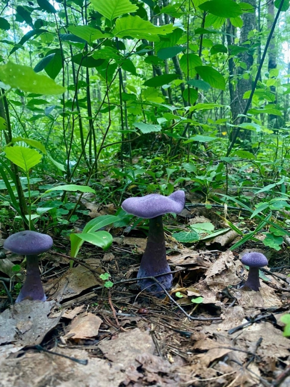 Редкие фиолетовые грибы обнаружили в Ломоносовском районе