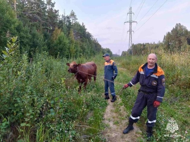 Потерявшуюся бурёнку Ириску из Ломоносовского района искали два дня на болотах Ленобласти