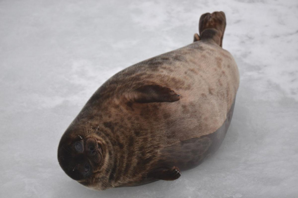 В Ломоносовском районе на берегу Финского залива находят потерявшихся детёнышей тюленей