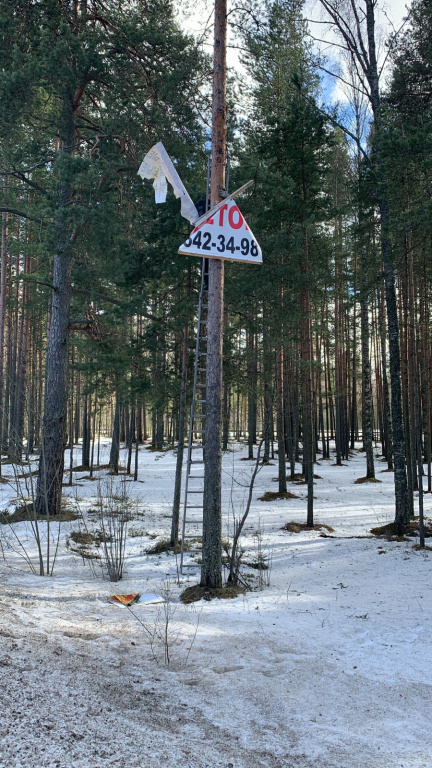 Служба Ломоносовского района очистила вековые сосны от самодельной рекламы в посёлке Лебяжье