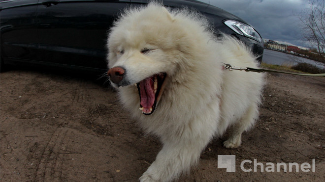 В Ленинградской области предложили регистрировать питомцев для сокращения численности безнадзорных животных