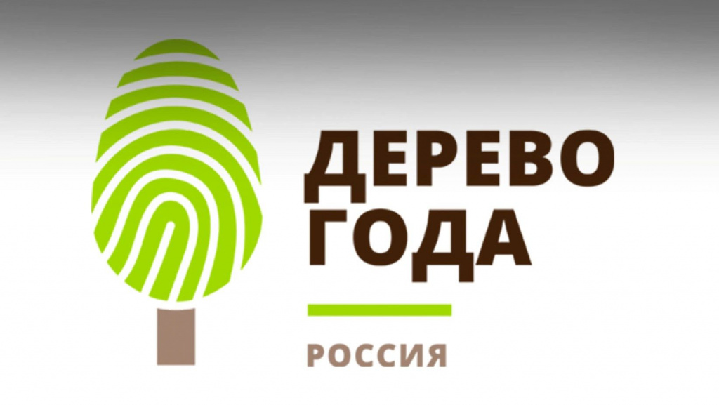 Ленинградская область – участник конкурса Российское дерево года 2021!