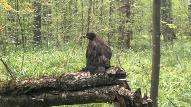 Краснокнижный орёл был замечен в лесу около деревни Малое Карлино