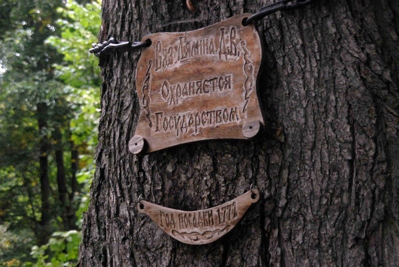  Вяз генерала Лялина представит Ленобласть в конкурсе на главное дерево России этого года