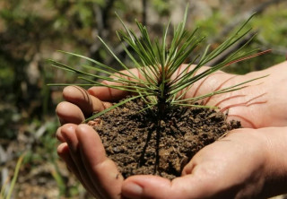 «Сохраним природу вместе!»: ломоносовцев приглашают присоединиться к акции «Всероссийский день посадки леса»