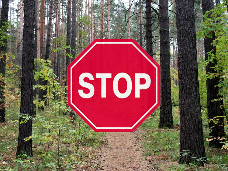 О запрете посещения гражданами лесов