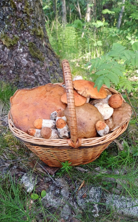 Полные корзины трофеев собирают грибники в лесах Ленинградской области