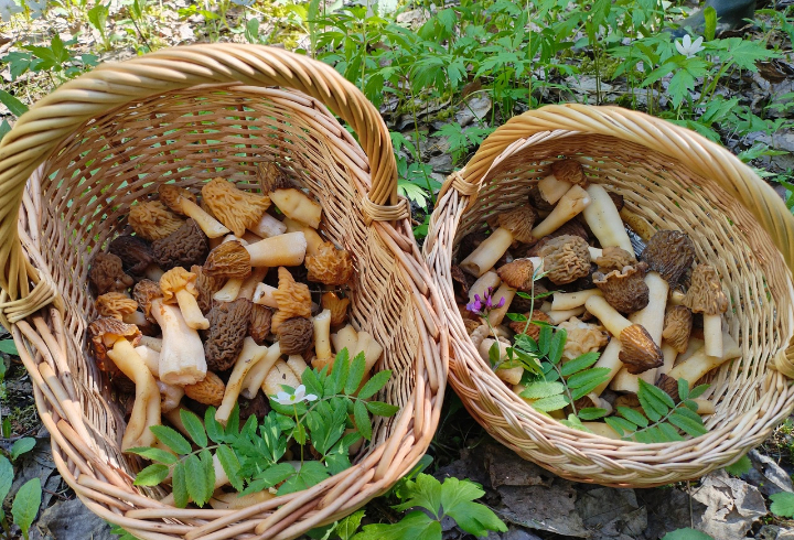 В лесах Ленобласти активно собирают полные корзины грибов