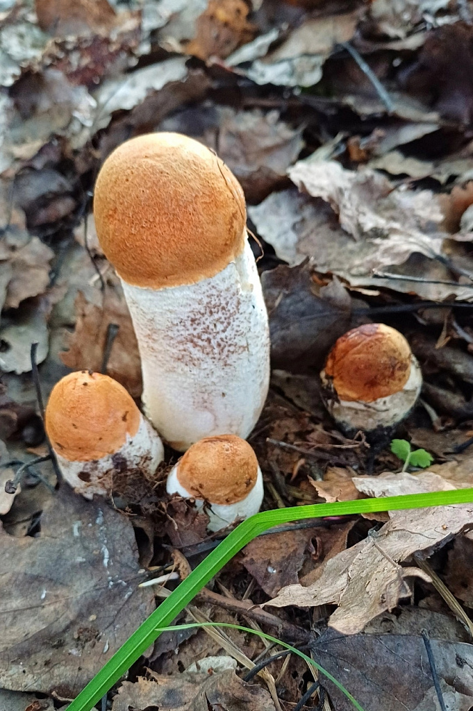 Биік өкшелі туфли киген сұлудың порно видеосы