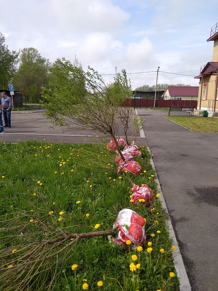 В Ломоносовском районе высадили Аллею памяти погибшим по время пандемии COVID-19