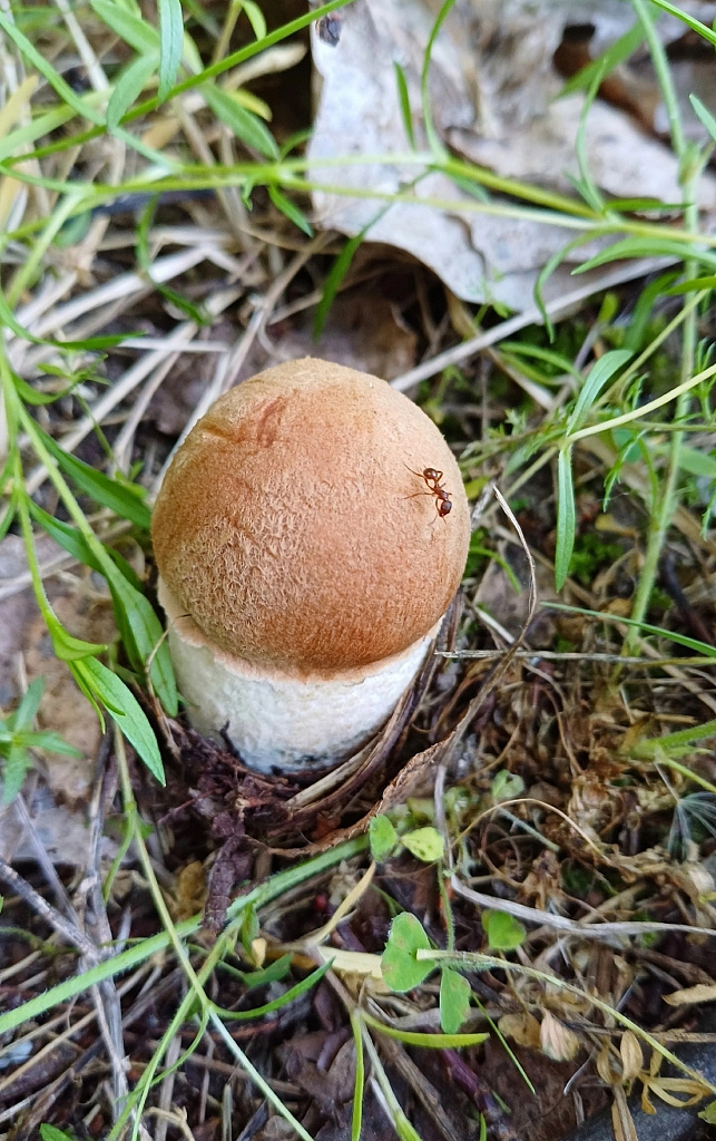 Жағажайдағы порно жұлдыздардың суреттері