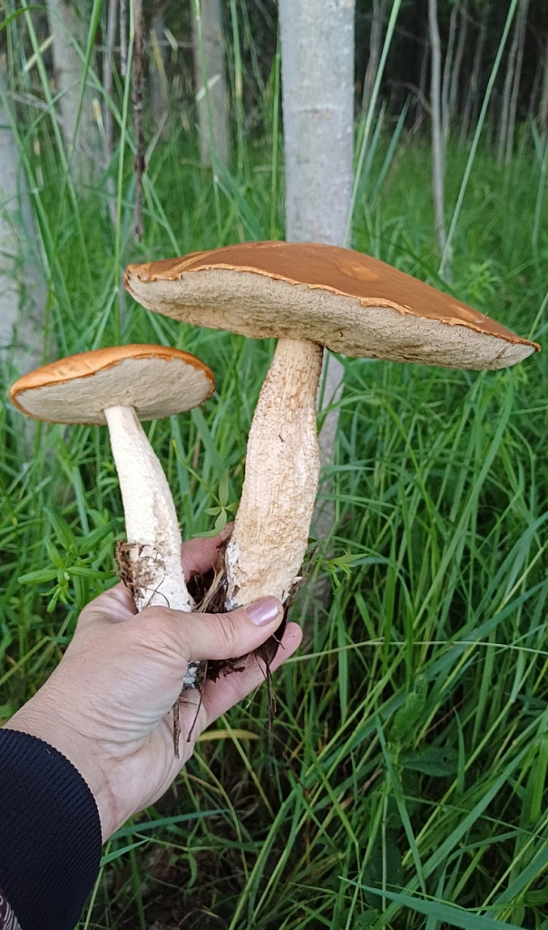 Орыс әйелдің үстемдігі